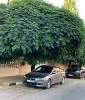 شجرة السبحبح ويكيبيديا، شجرة السبحبح اغراضها، فوائدها، خصائصها