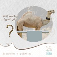 ما اسم الناقة في الصوره